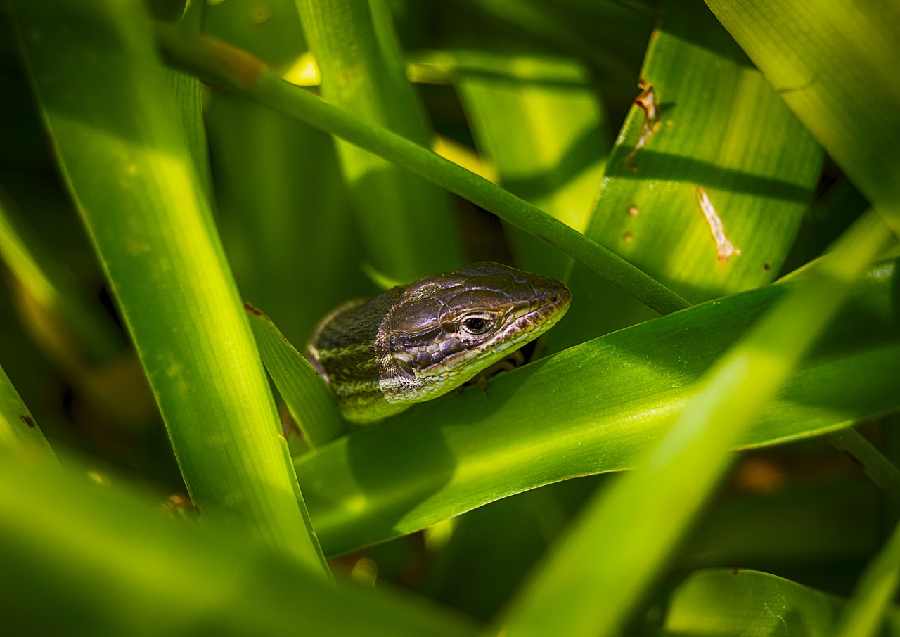 lizard  reptile  animal free photo