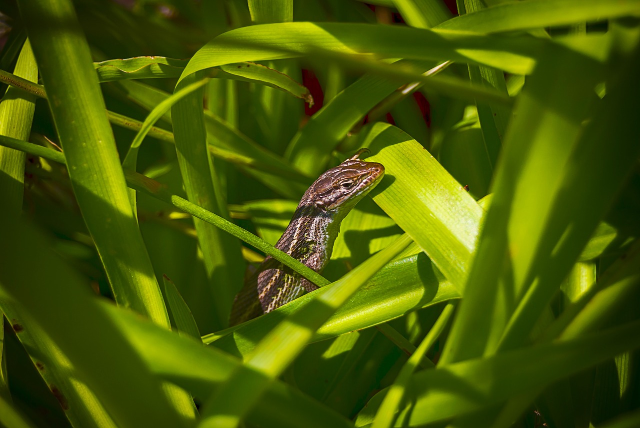 lizard  reptile  animal free photo