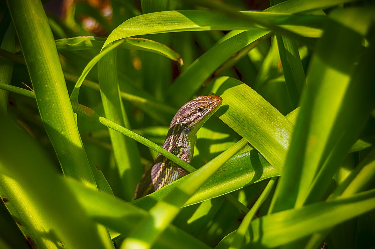 lizard  reptile  animal free photo