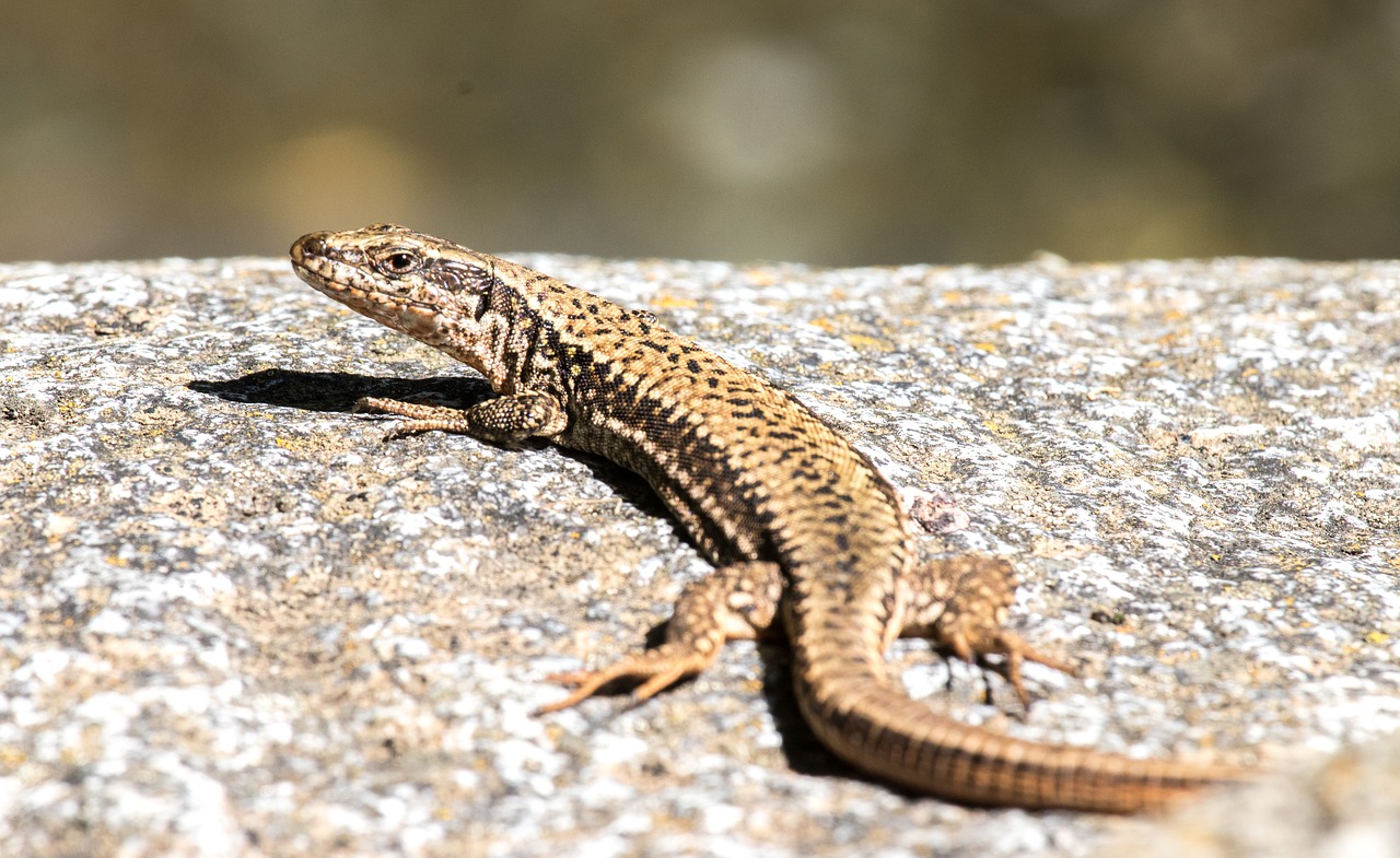 lizard  hir  stone free photo