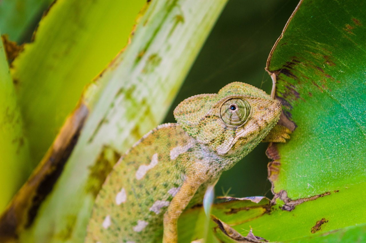 lizard  animal  reptile free photo