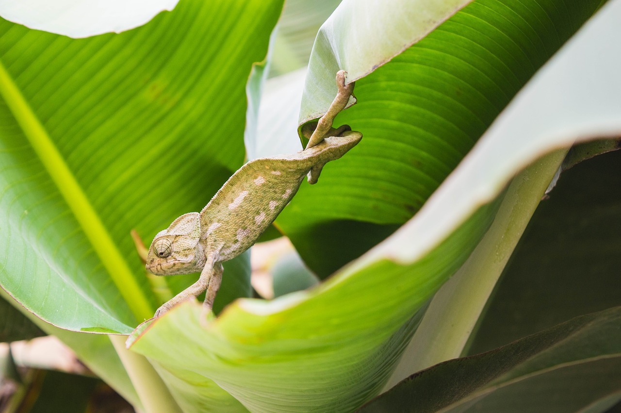 lizard  animal  reptile free photo