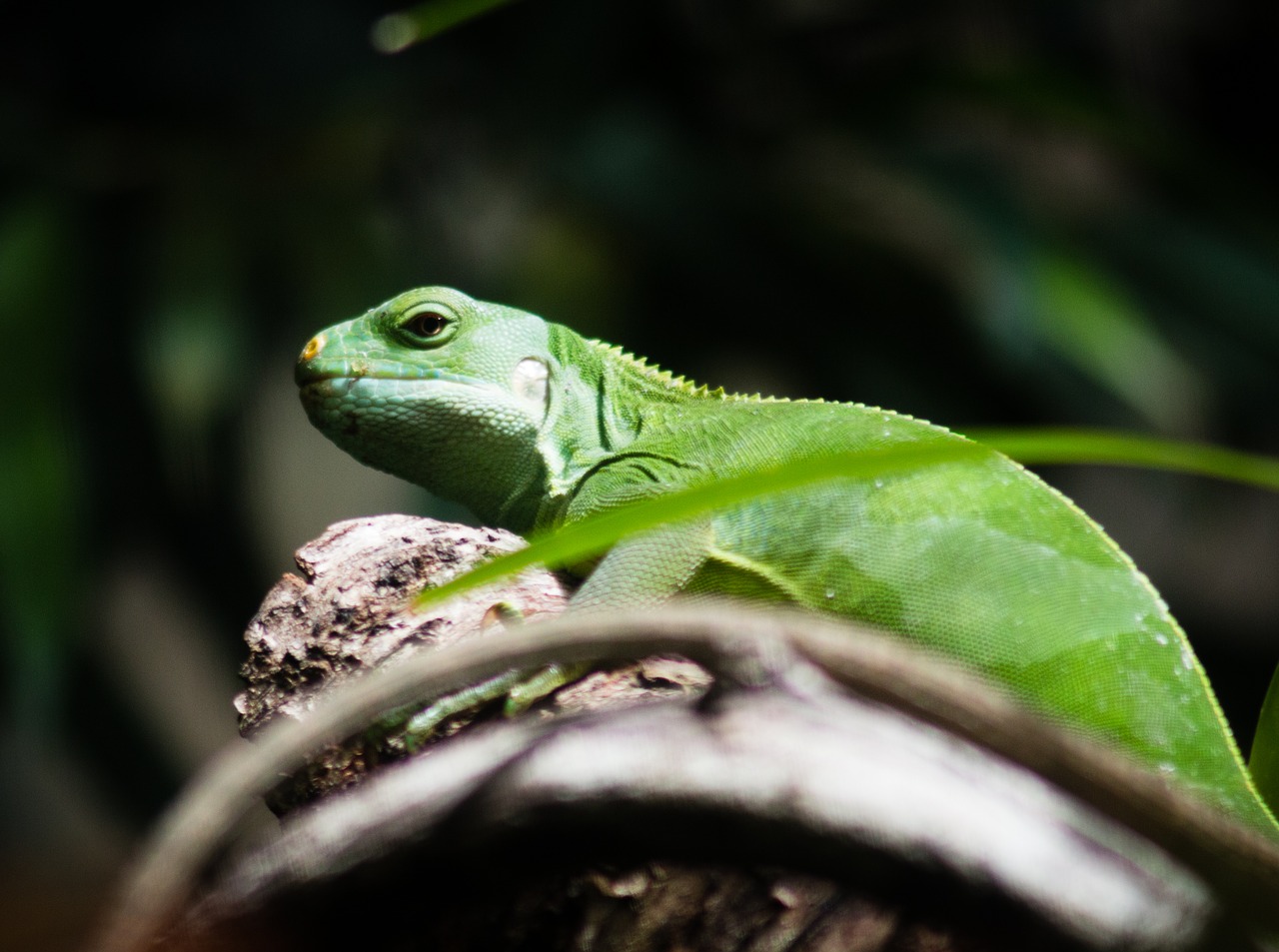 lizard  zoo  animal free photo