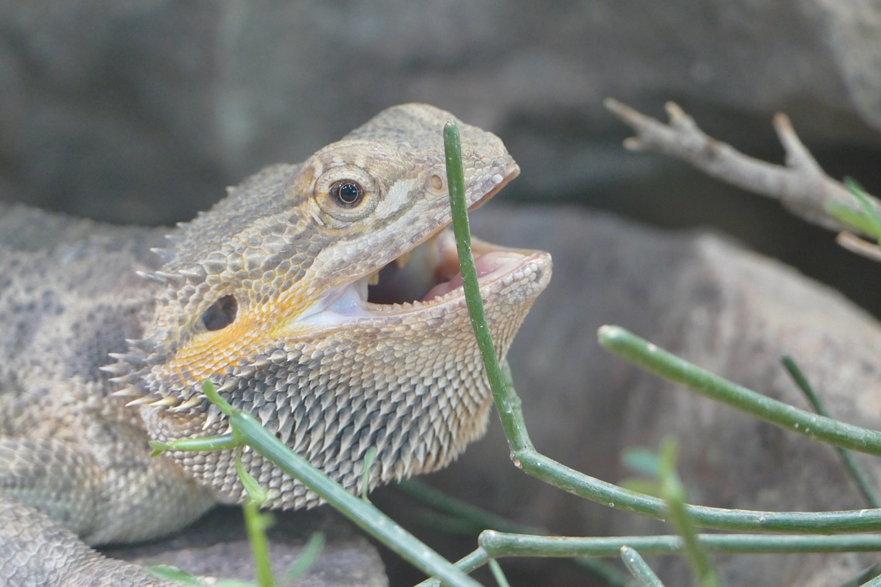 lizard  animal  reptile free photo