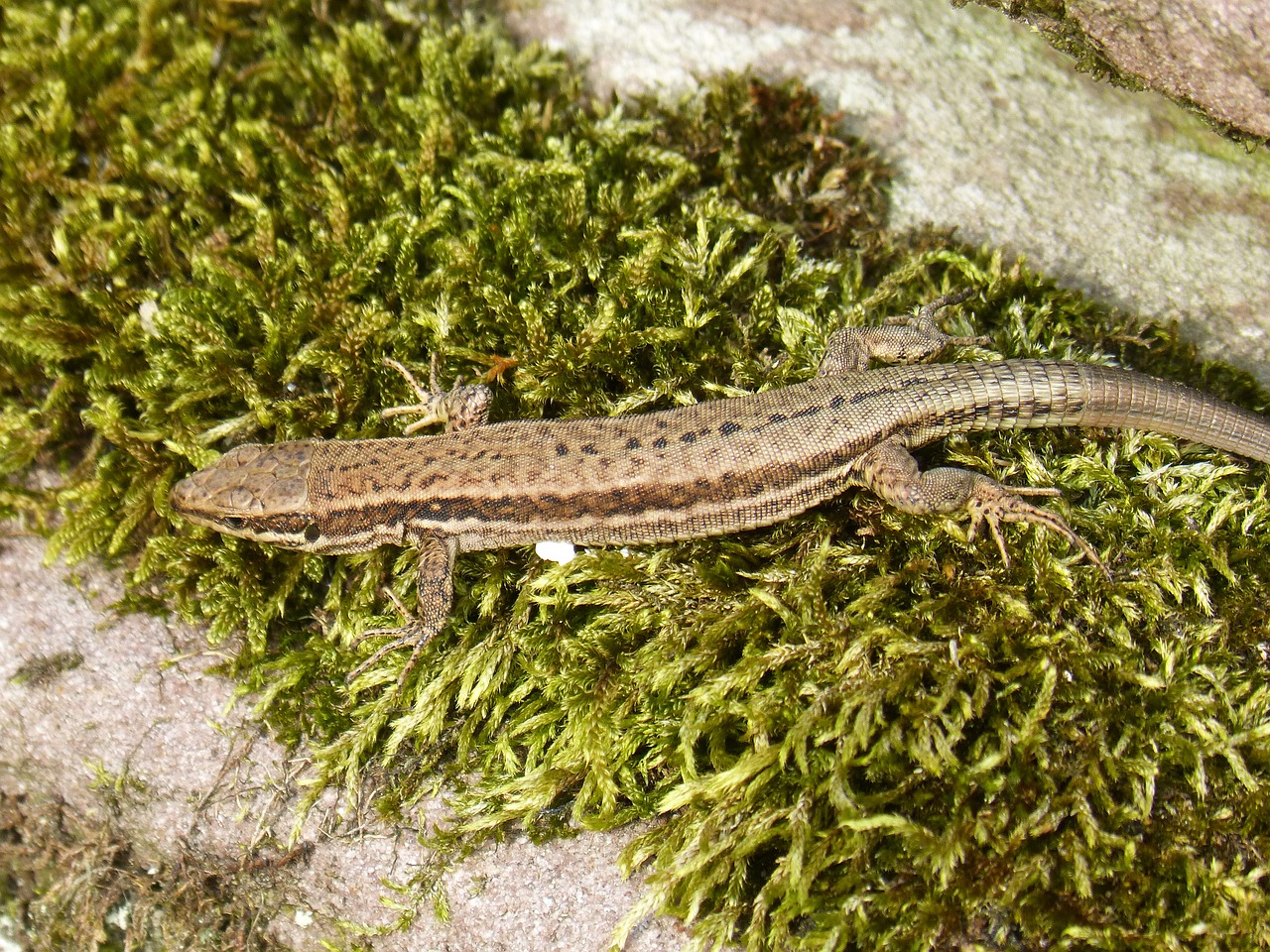 lizard  moss  reptile free photo