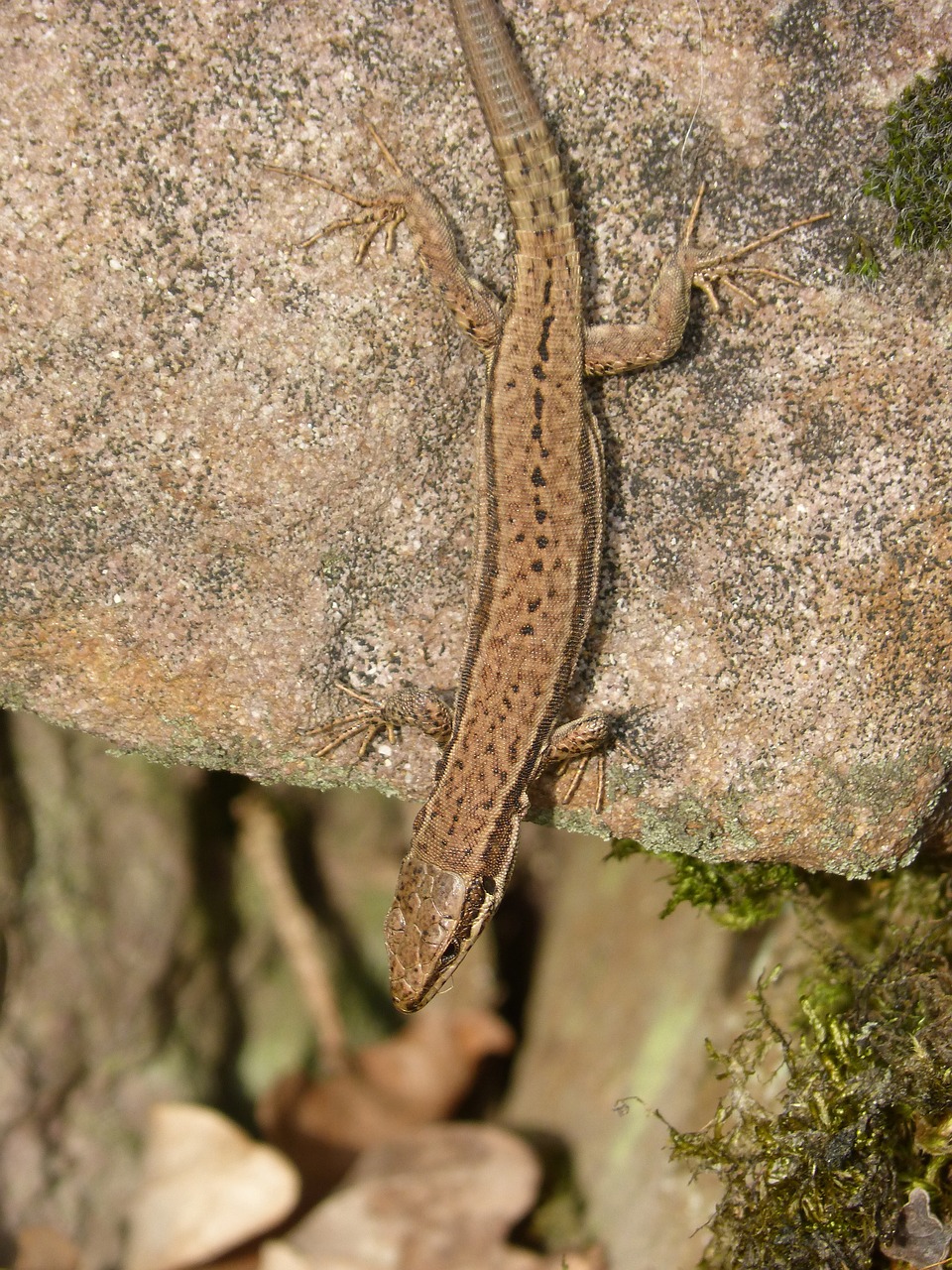 lizard  rock  reptile free photo