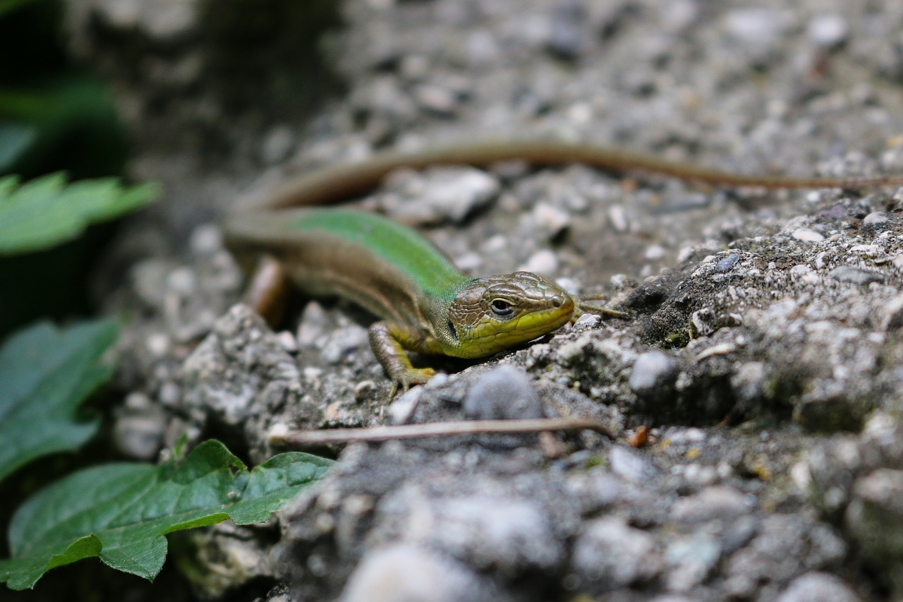 lizard  green lizard  reptile free photo