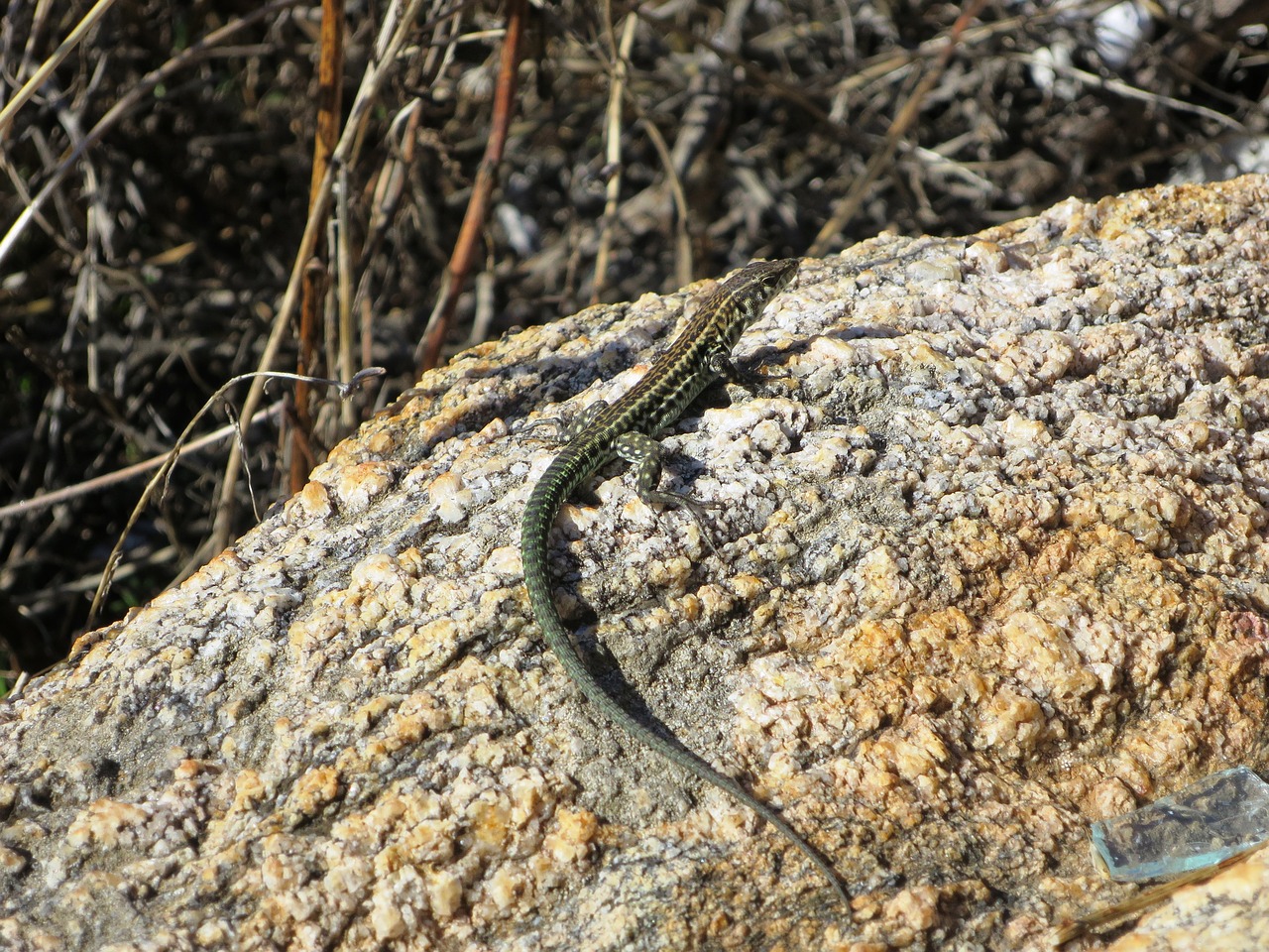 lizard  animal  close up free photo