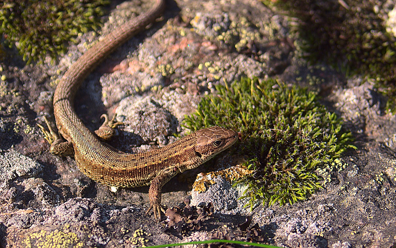 lizard  reptile  stone free photo
