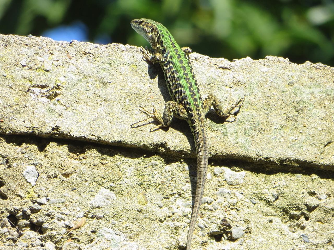 lizard  green  wall free photo