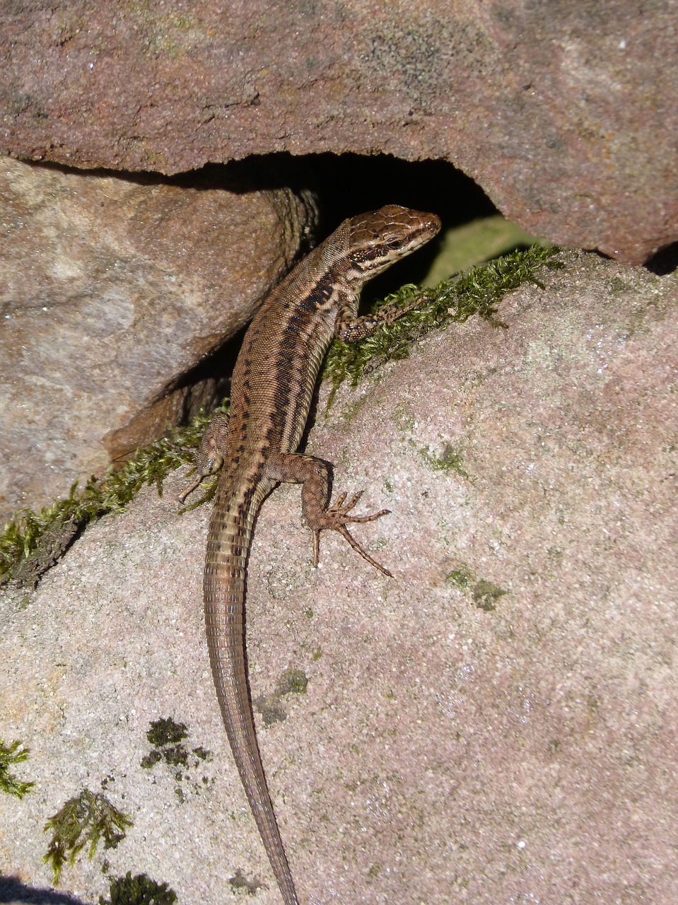 lizard  reptile  rocks free photo