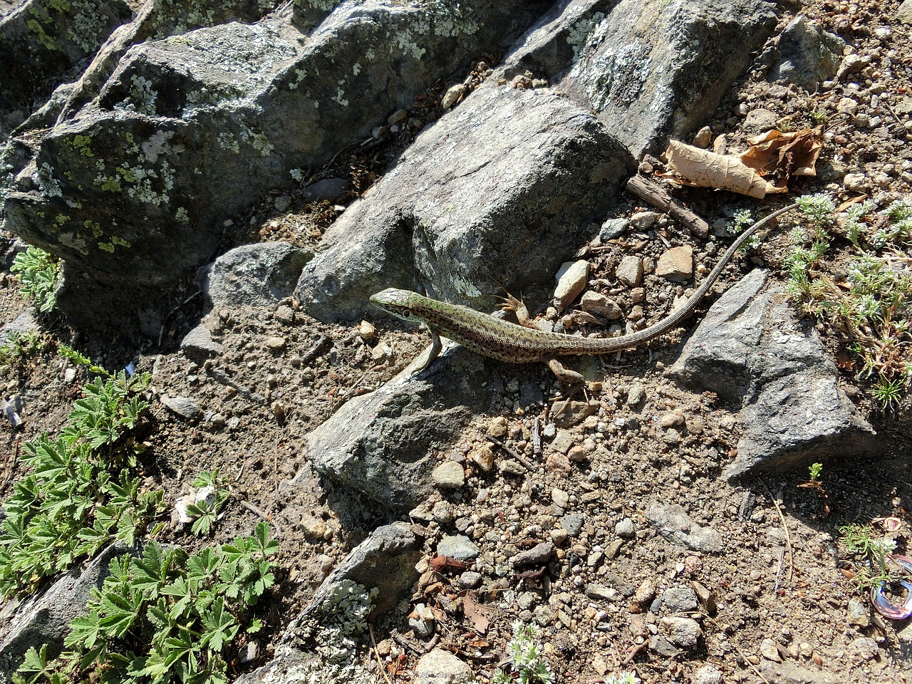 lizard animal nature free photo