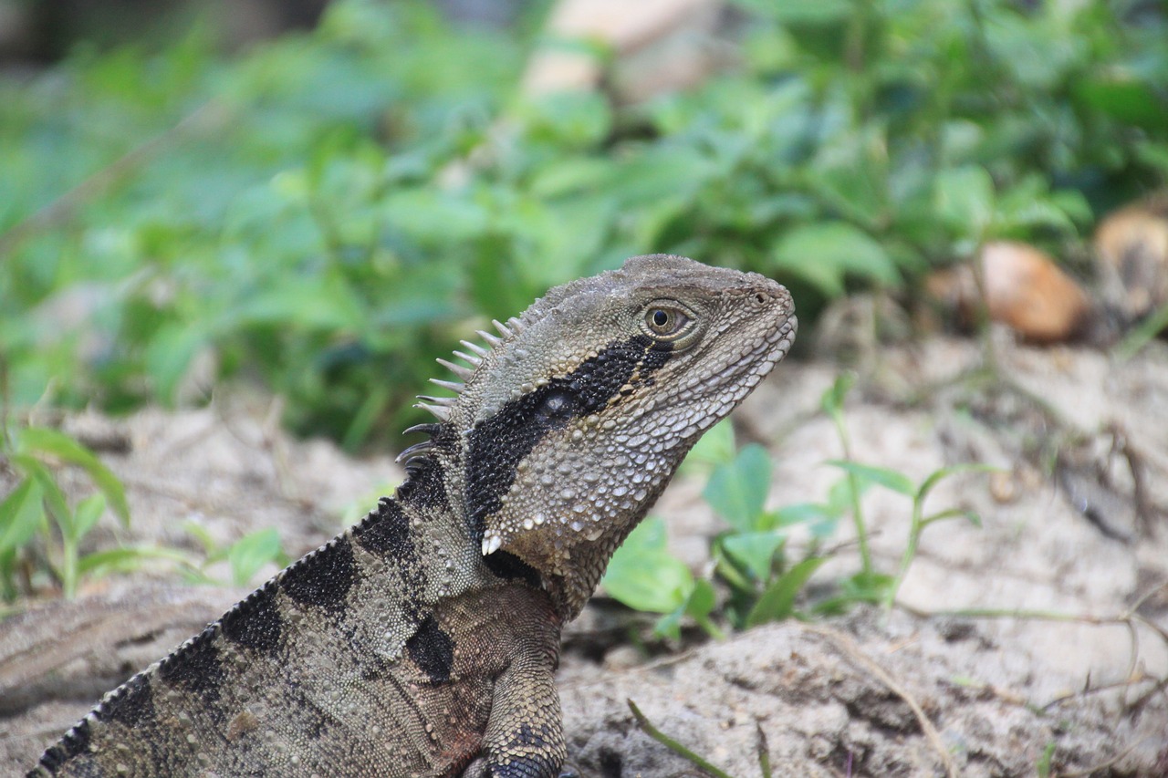 lizard  reptile  animal free photo