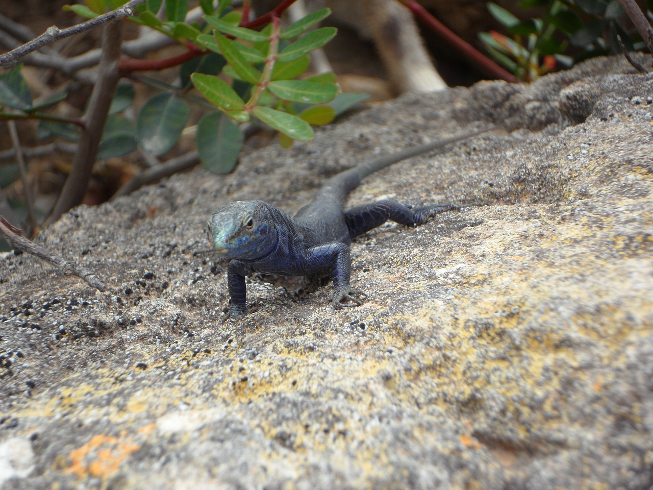 lizard endemic cabrera free photo