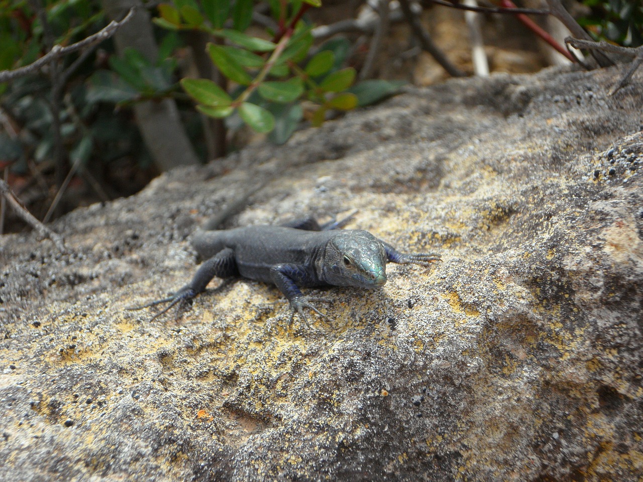 lizard endemic cabrera free photo