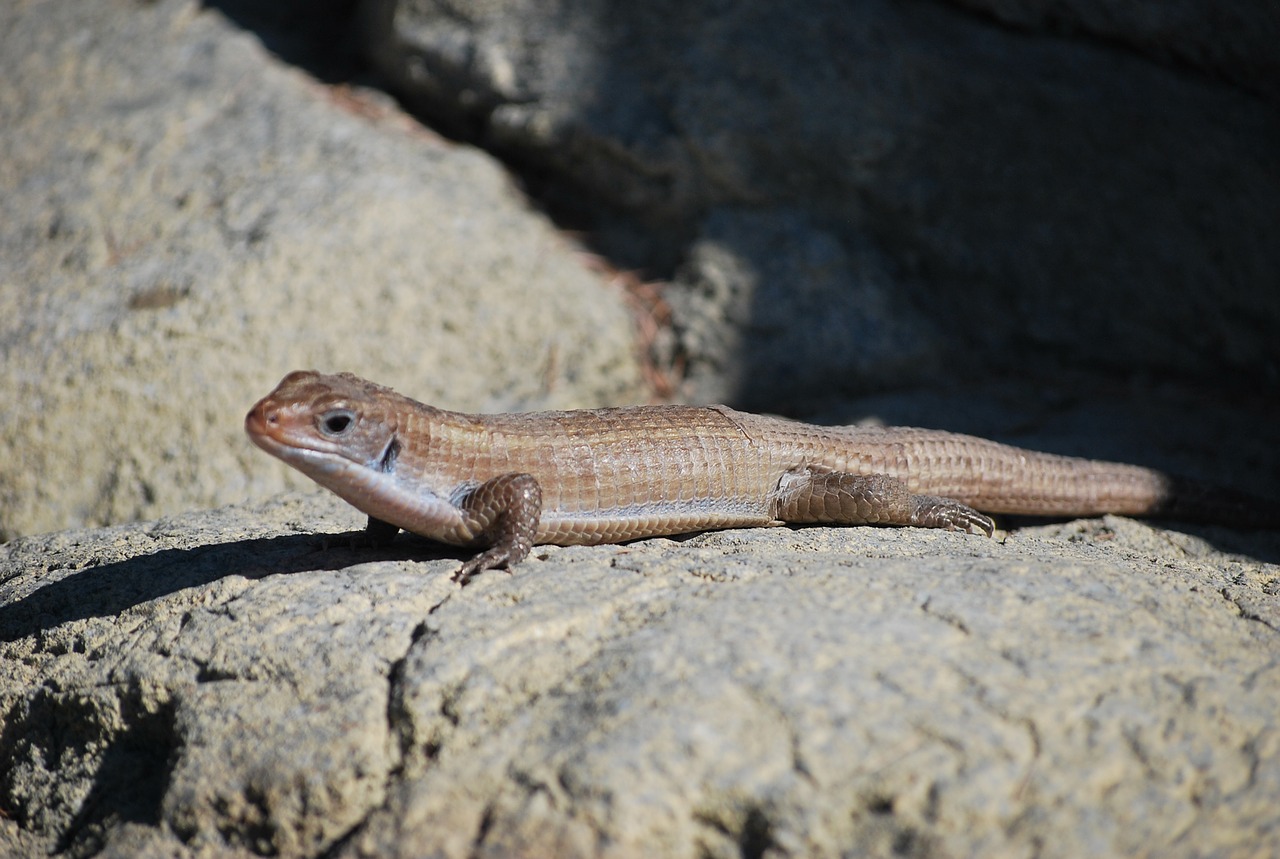 lizard  skink  reptile free photo