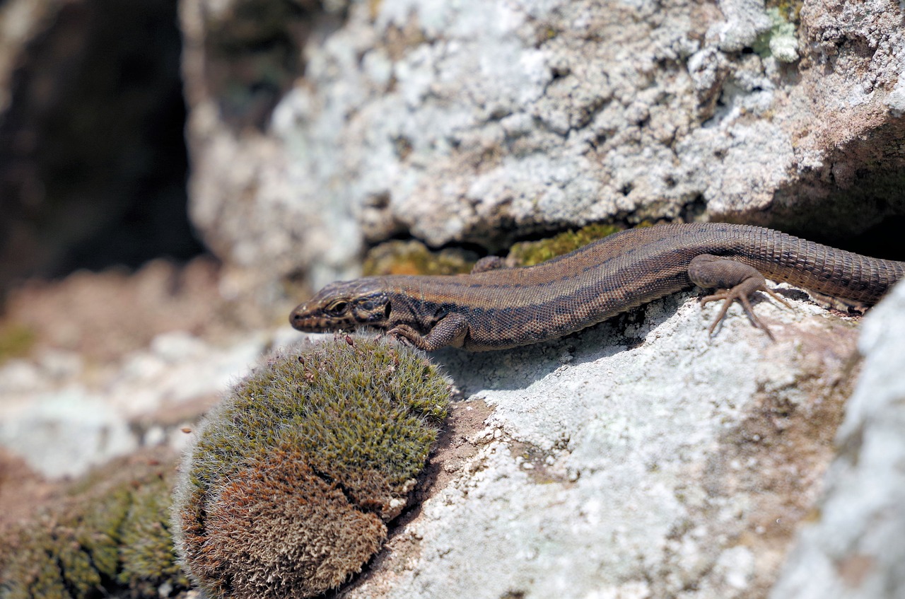 lizard  reptile  animal free photo