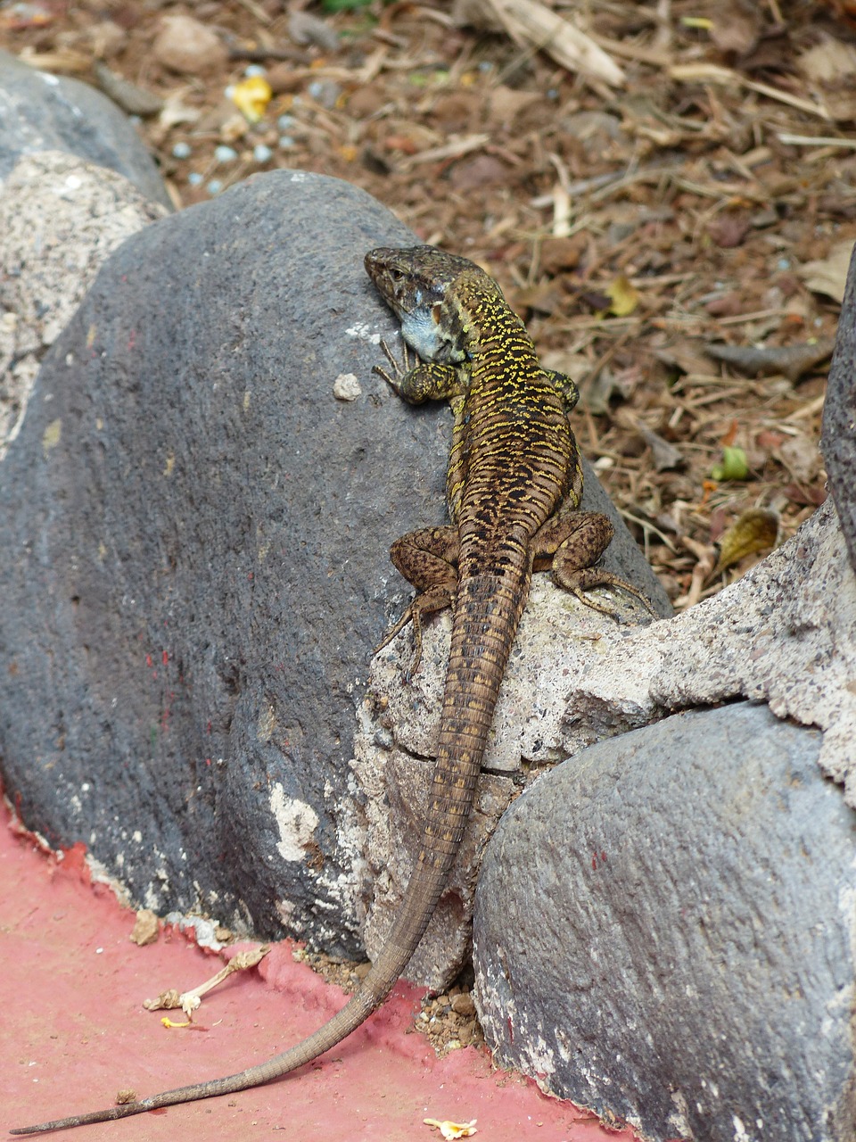 lizard canaries lizard sun free photo