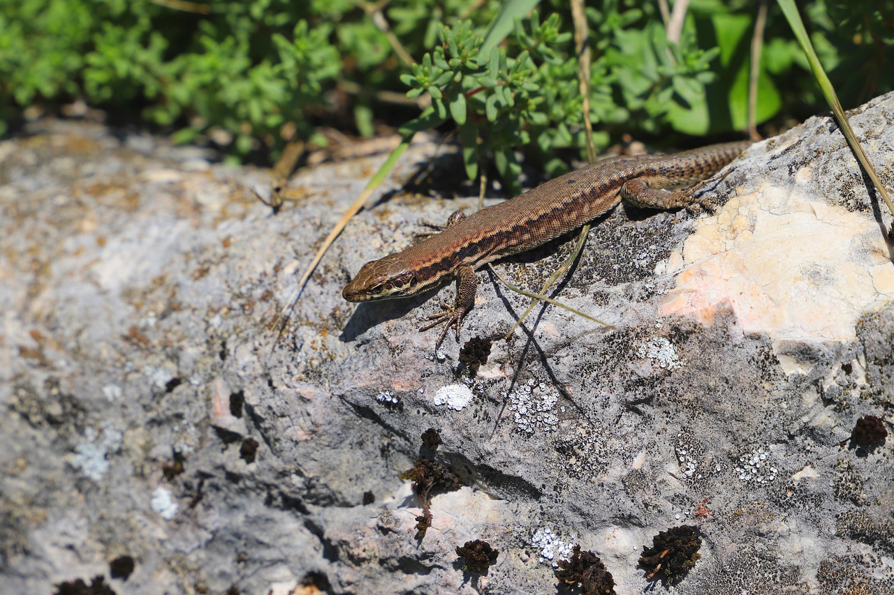 lizard  reptile  animal free photo