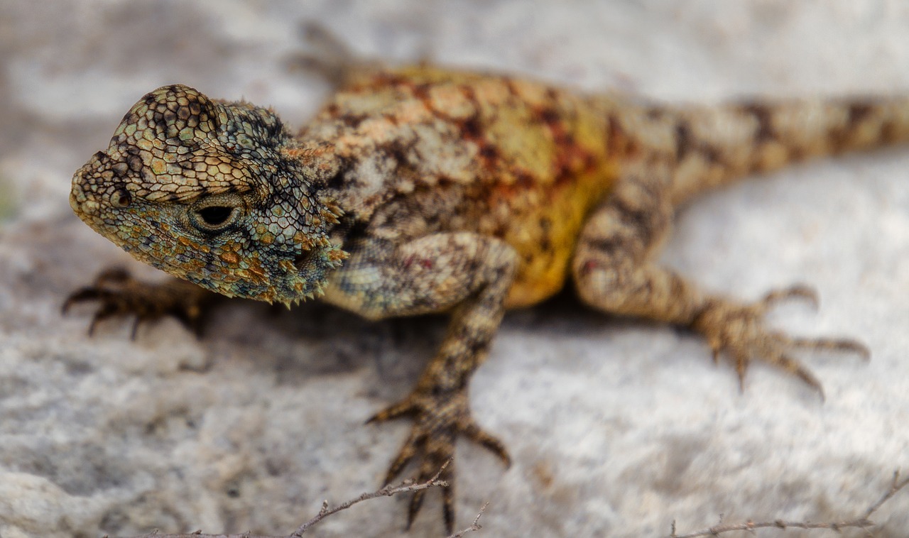 lizard  agama  cape free photo