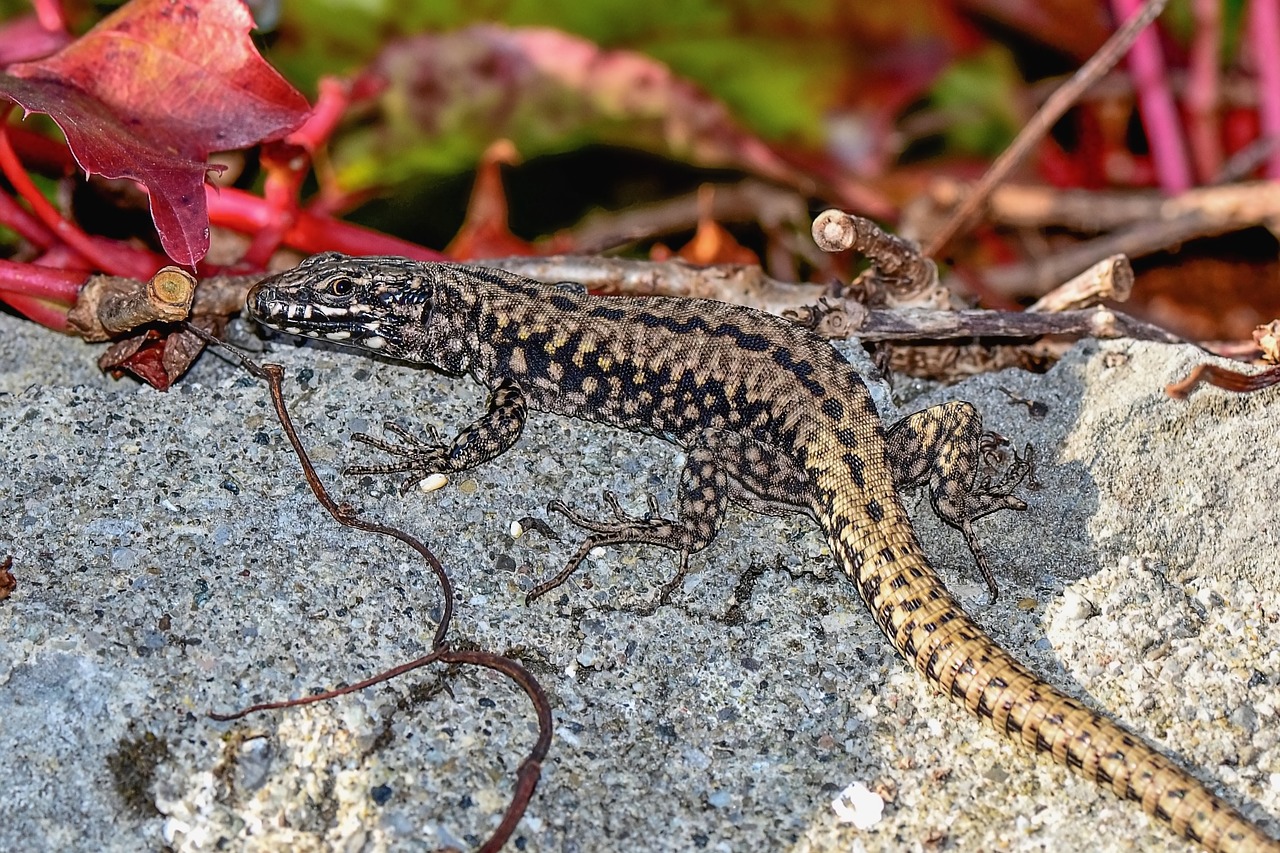 lizard  animal  reptile free photo