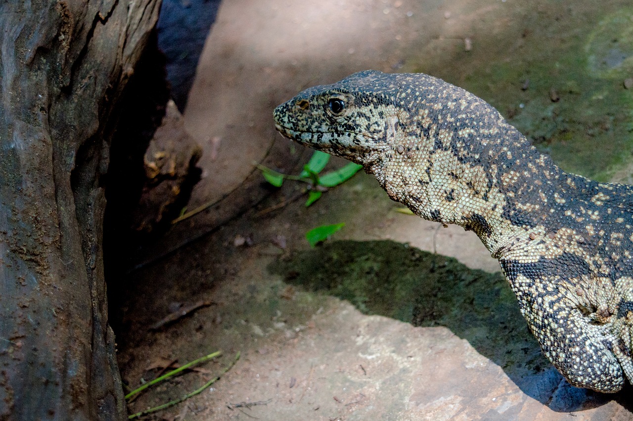 lizard  reptile  animal free photo