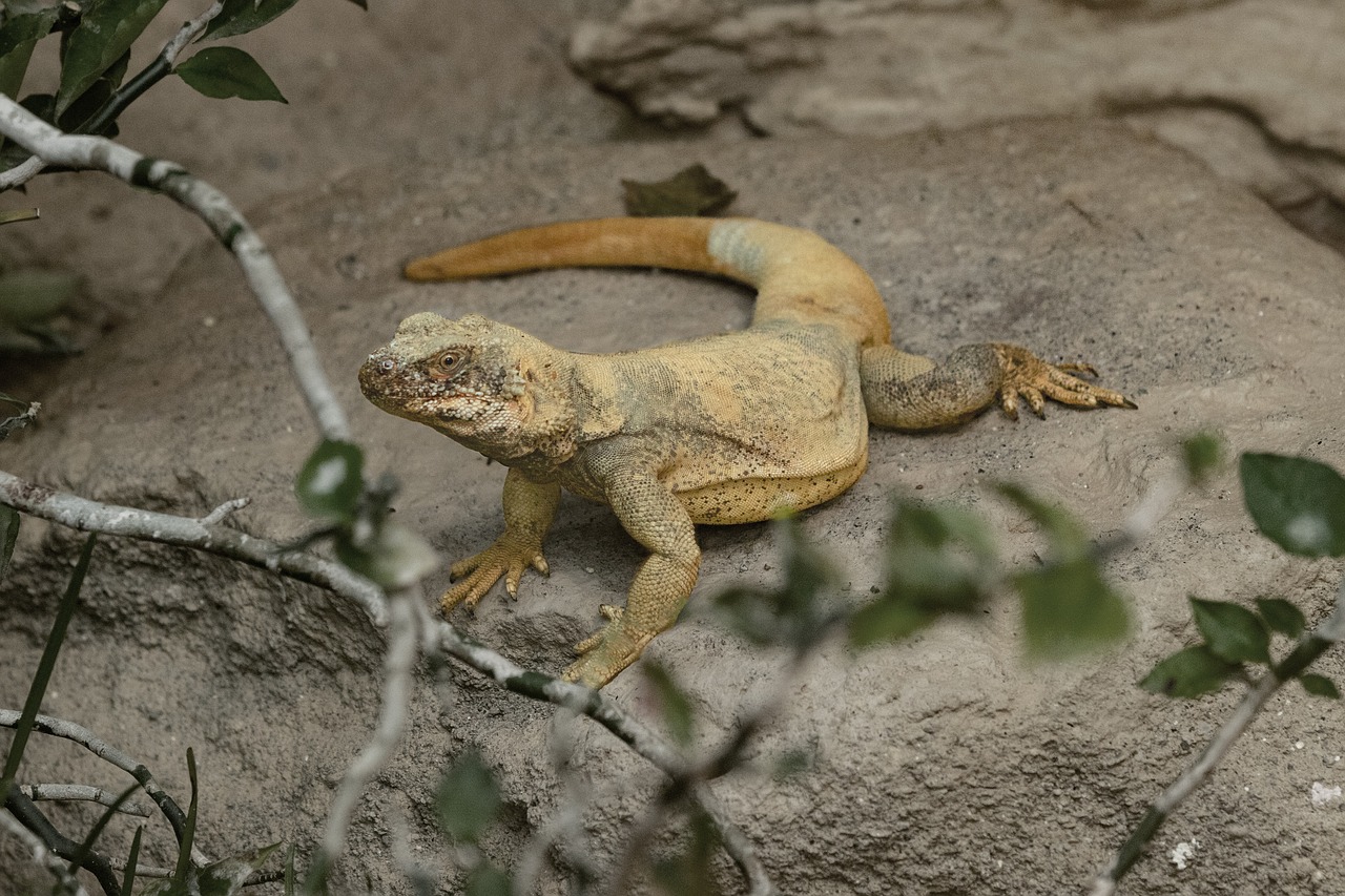 lizard  stone  reptile free photo