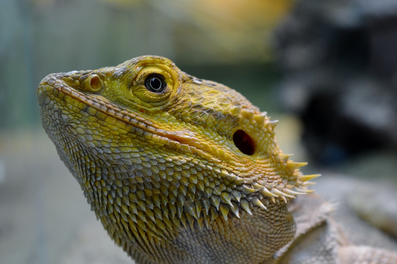 lizard  iguana  animal world free photo