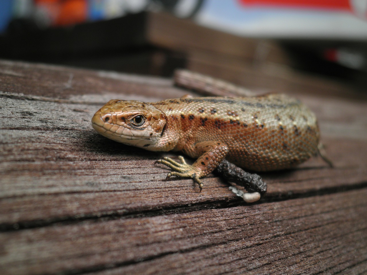 lizard animal cottage free photo