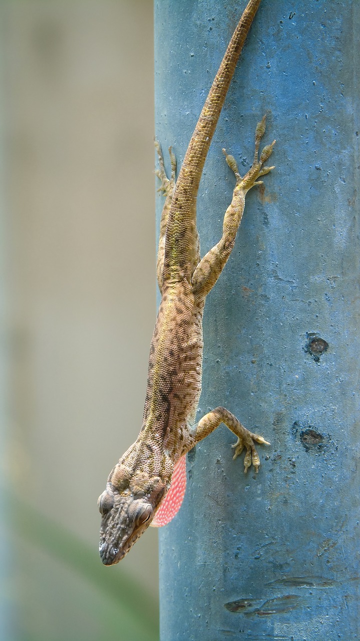 lizard  animal  reptile free photo