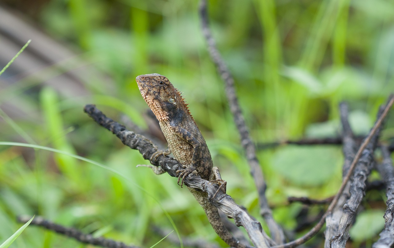 lizard  reptile  animal free photo