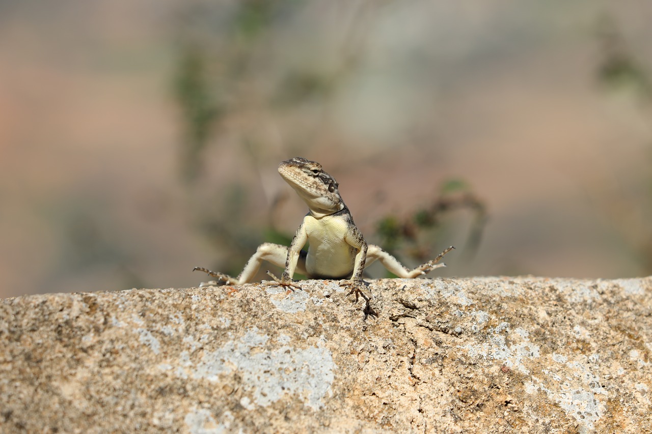 lizard  bathing  rock free photo