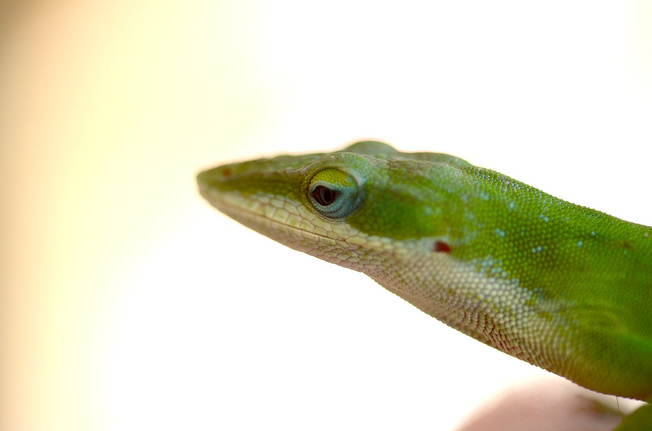 lizard  green anole  south carolina free photo