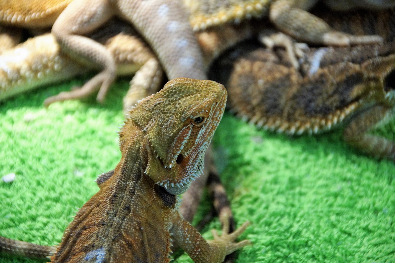 lizard  agama  vivarium free photo