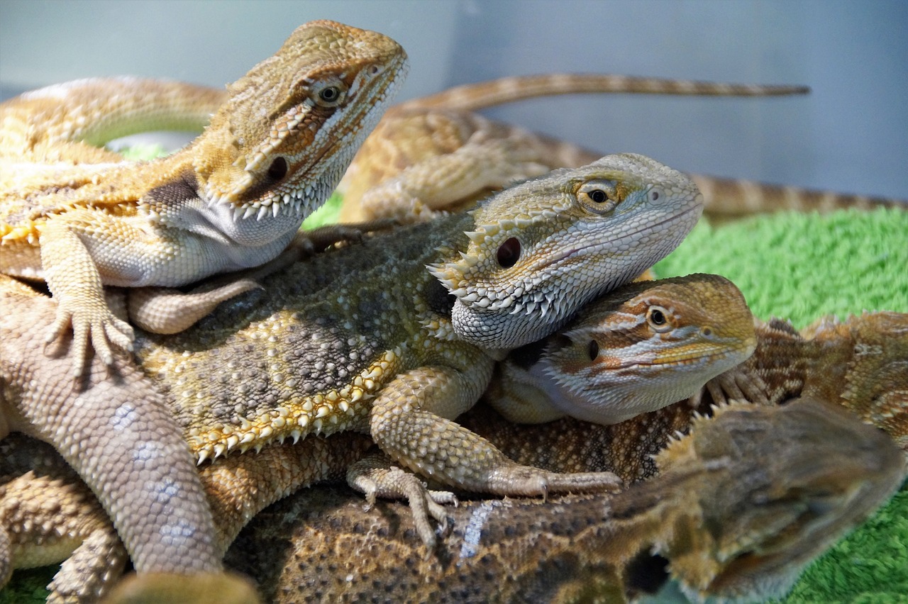 lizard  agama  vivarium free photo