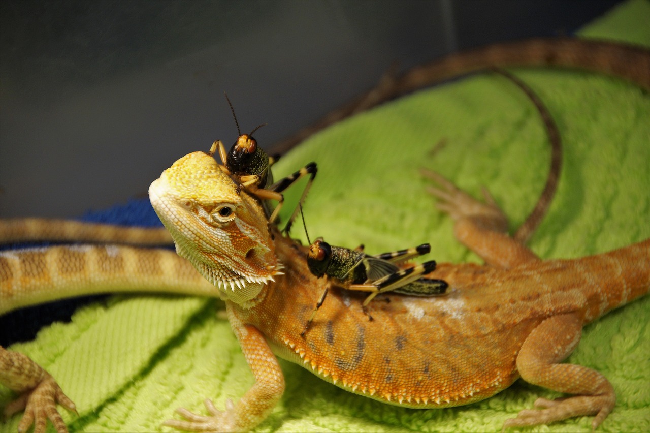 lizard  agama  vivarium free photo