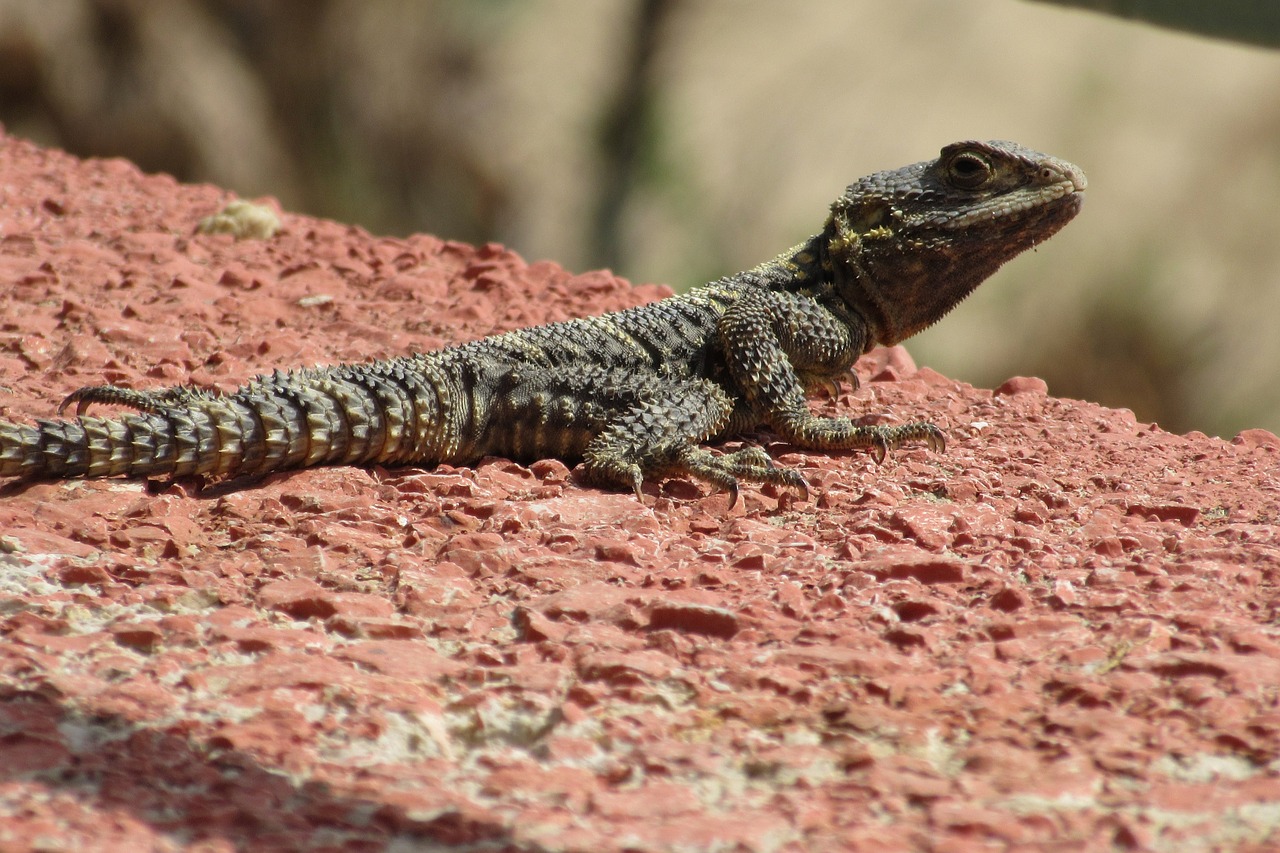 lizard  wall  reptile free photo