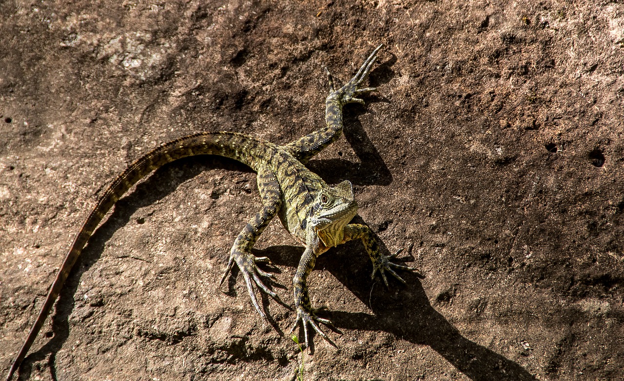 lizard  reptile  eastern water dragon free photo