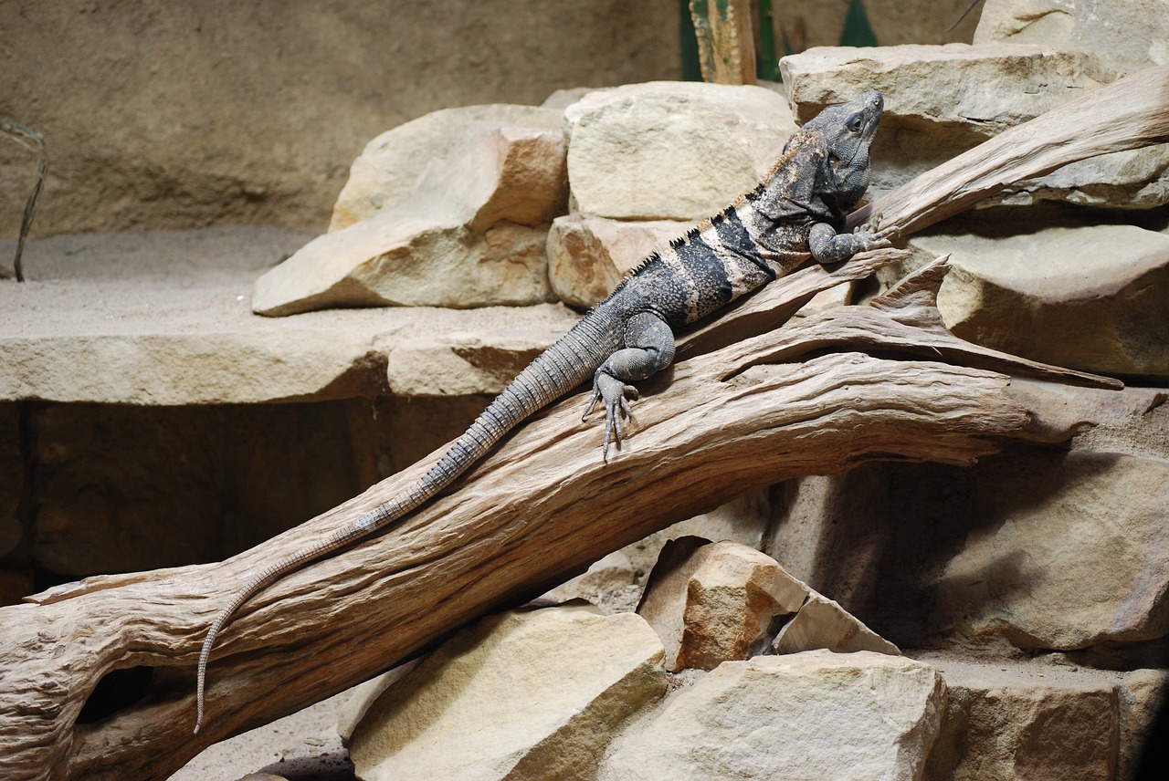 lizard  gad  zoo free photo