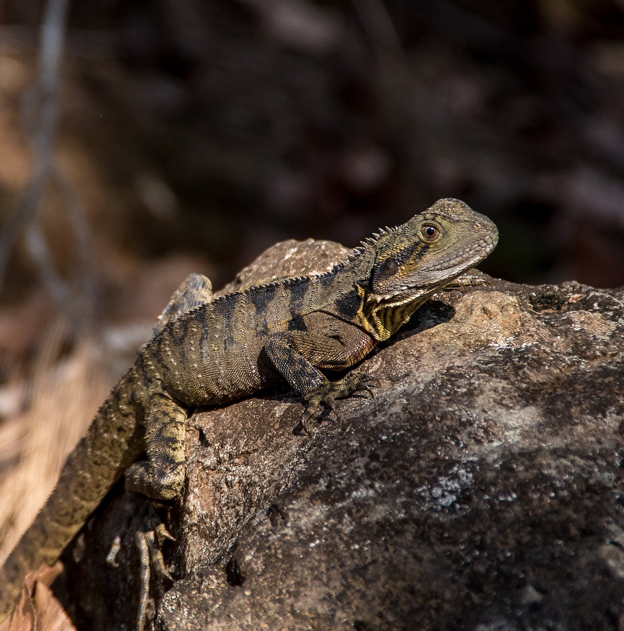 lizard  reptile  eastern water dragon free photo