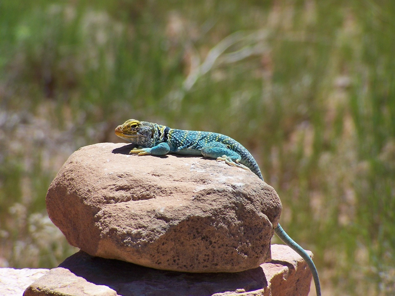 lizard chameleon blue free photo