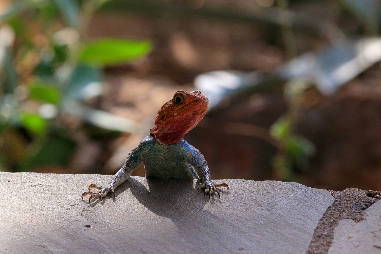 lizard  gecko  gecko lizard free photo