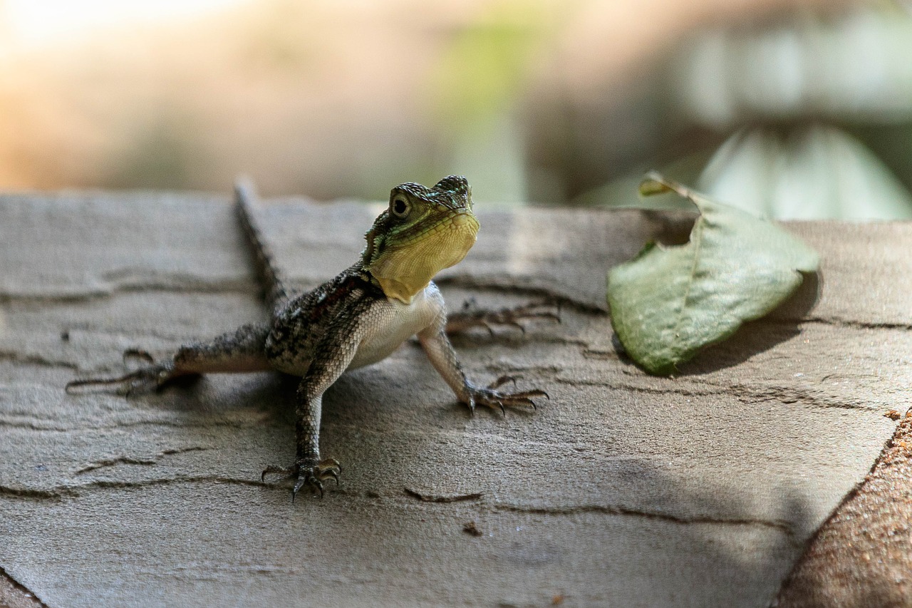 lizard  gecko  gecko lizard free photo