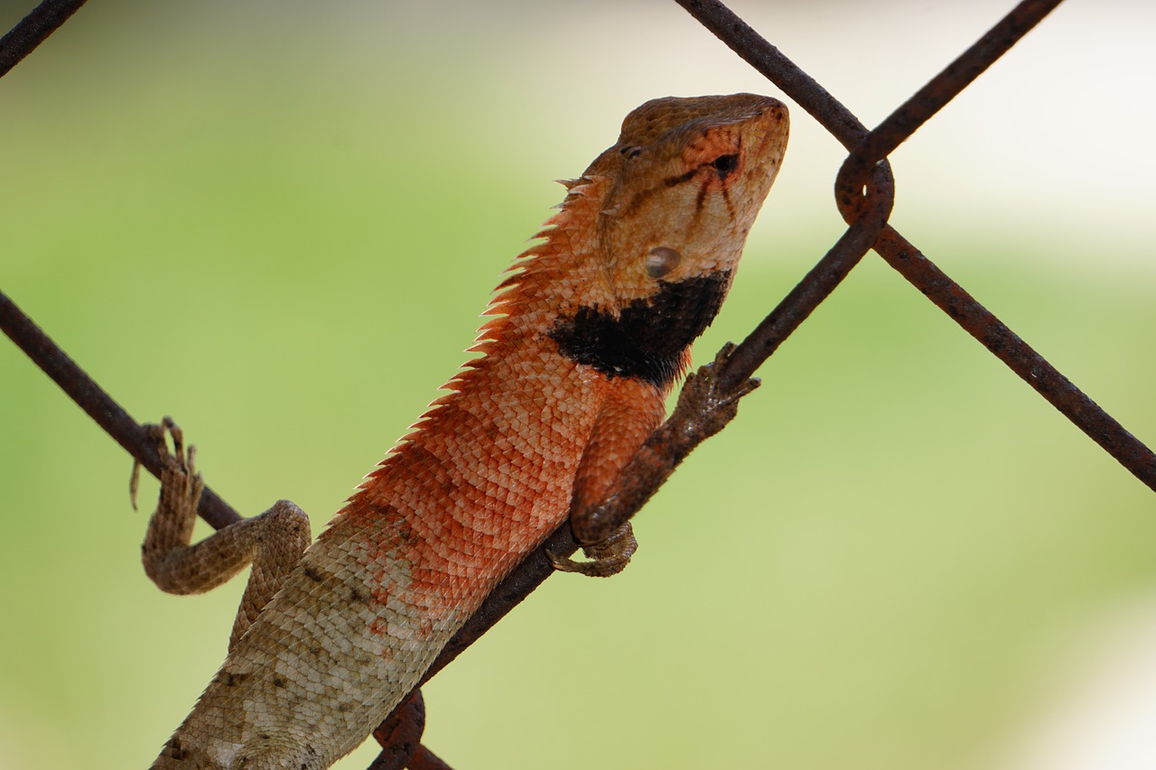 lizard  animal  reptile free photo