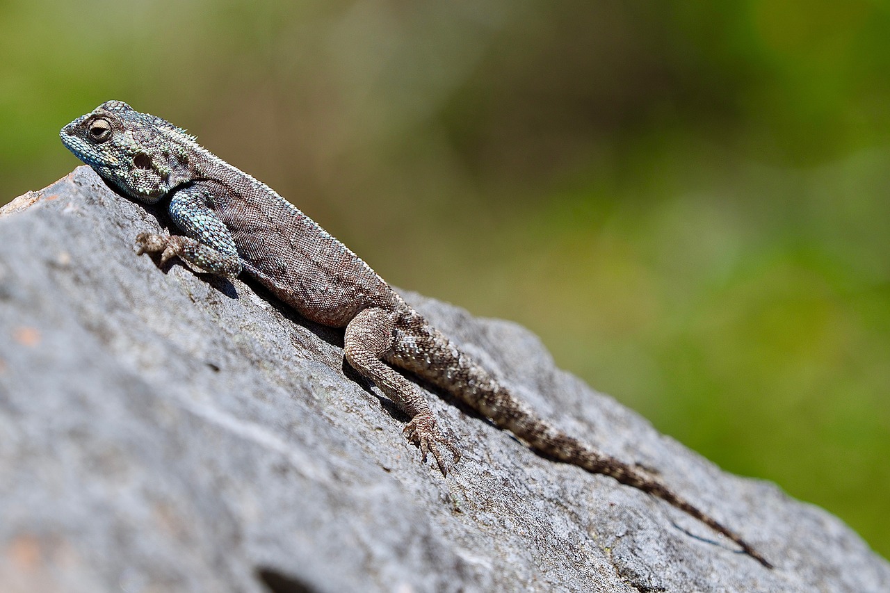 lizard  stone  reptile free photo