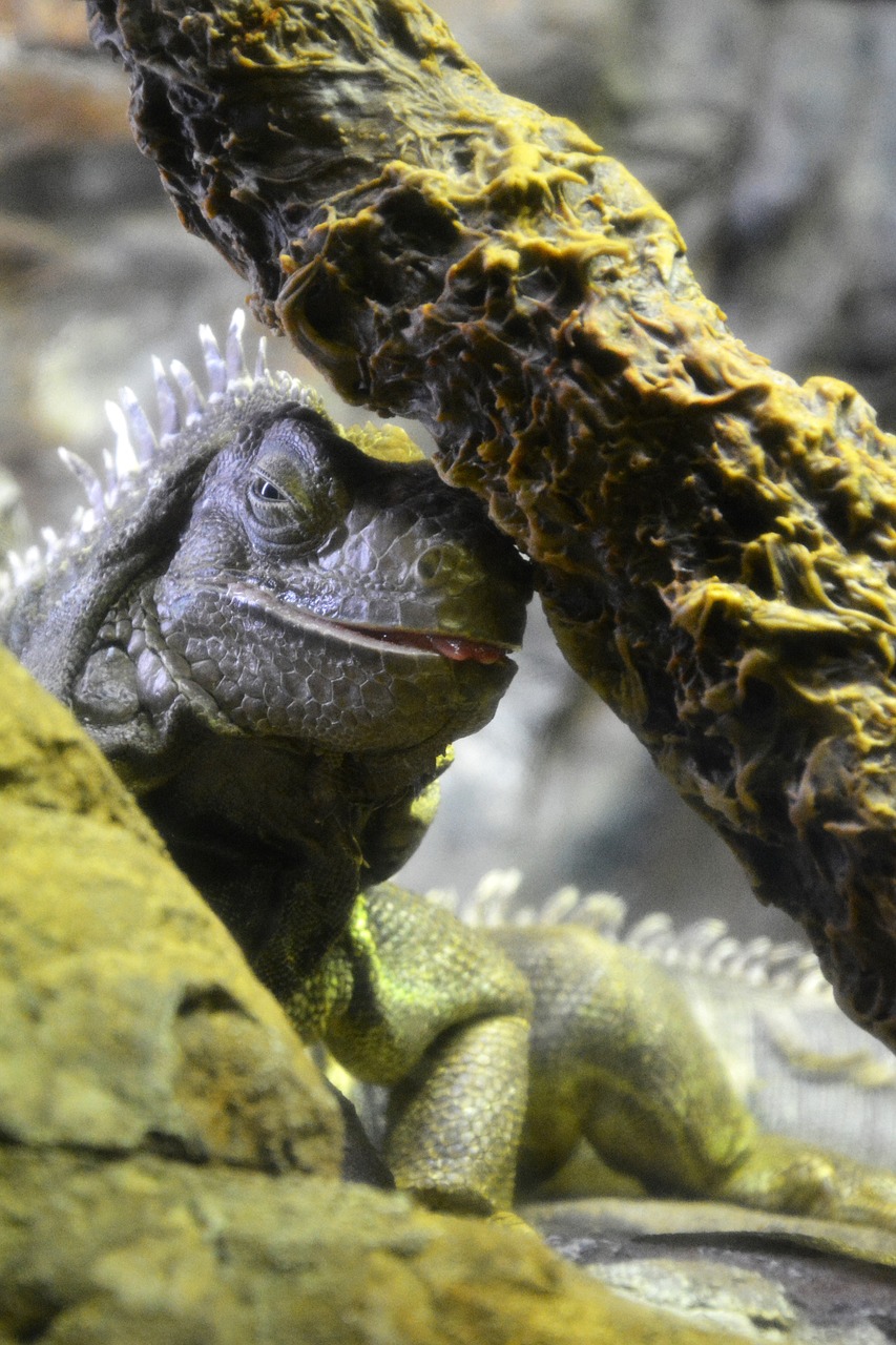 lizard  iguana  reptile free photo