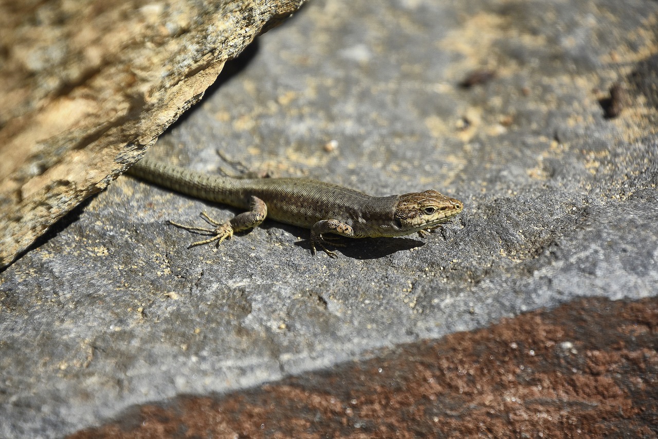 lizard  reptile  animal free photo