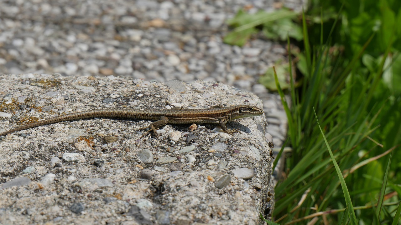 lizard  mountain  nature free photo