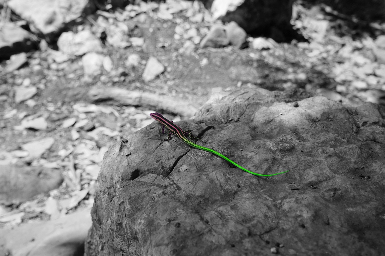 lizard color colorful free photo