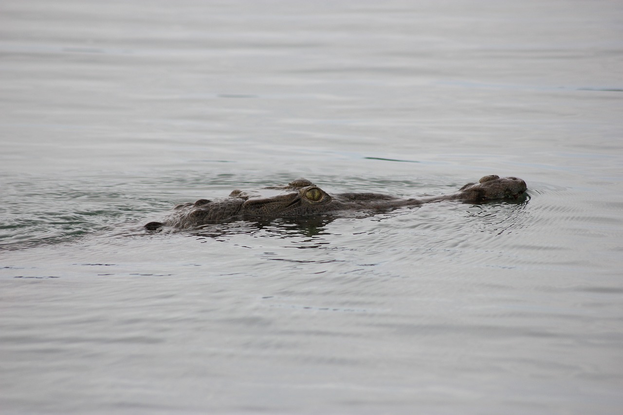 lizard  lake-gatun  gatun free photo